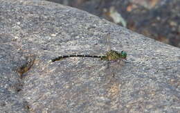 Image of Hemigomphus comitatus (Tillyard 1909)