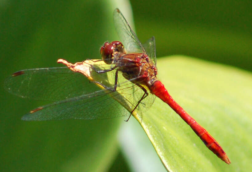 Image of Ruddy Darter