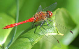 Image of Ruddy Darter