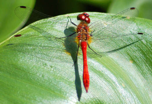 Image of Ruddy Darter