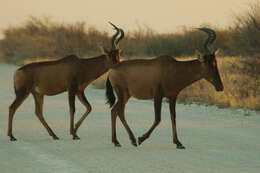 Image of Hartebeest