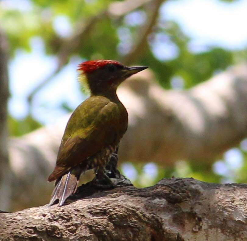Image of Lesser Yellownape Woodpecker