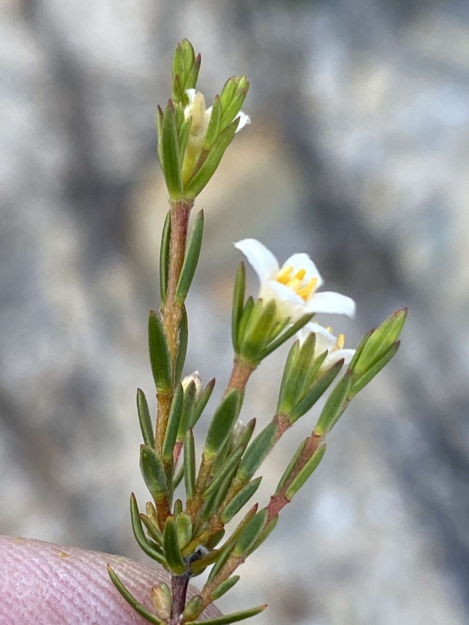 Image of Lachnaea gracilis Meissn.