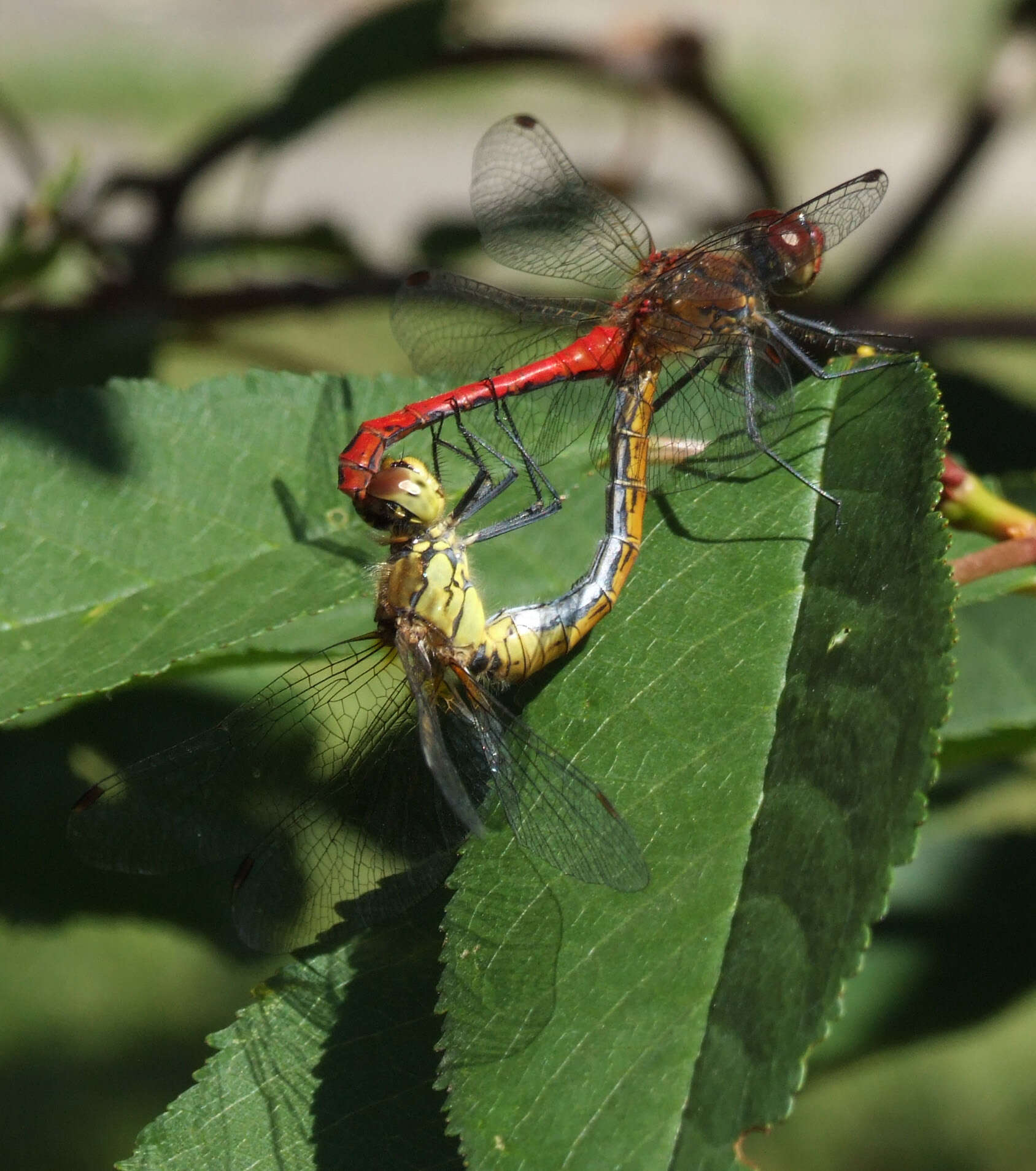 Image of Ruddy Darter