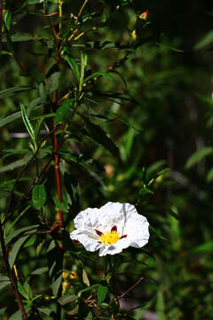 Image of common gum cistus