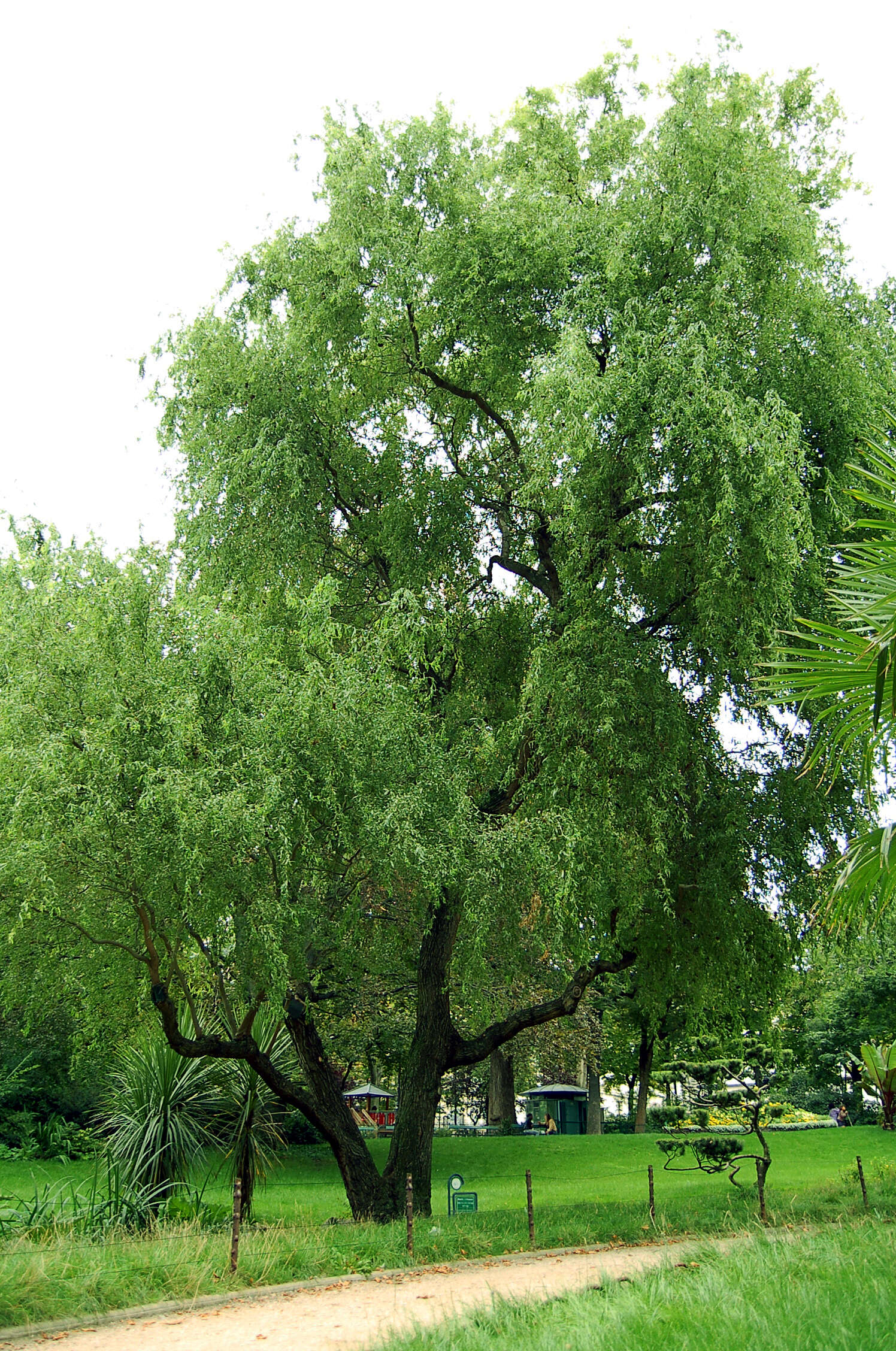 Image of Peking Willow