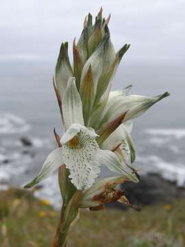 Image of Chloraea