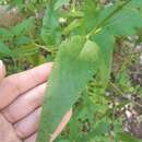 Image of Aristeguietia salvia (Colla) R. King & H. Rob.