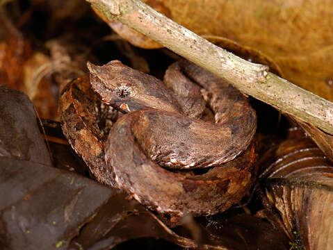 Image of Hognosed Pit Viper