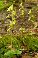 Image of Kidneyleaf twayblade