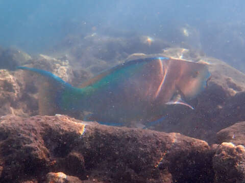 Image of Bicolor Parrotfish