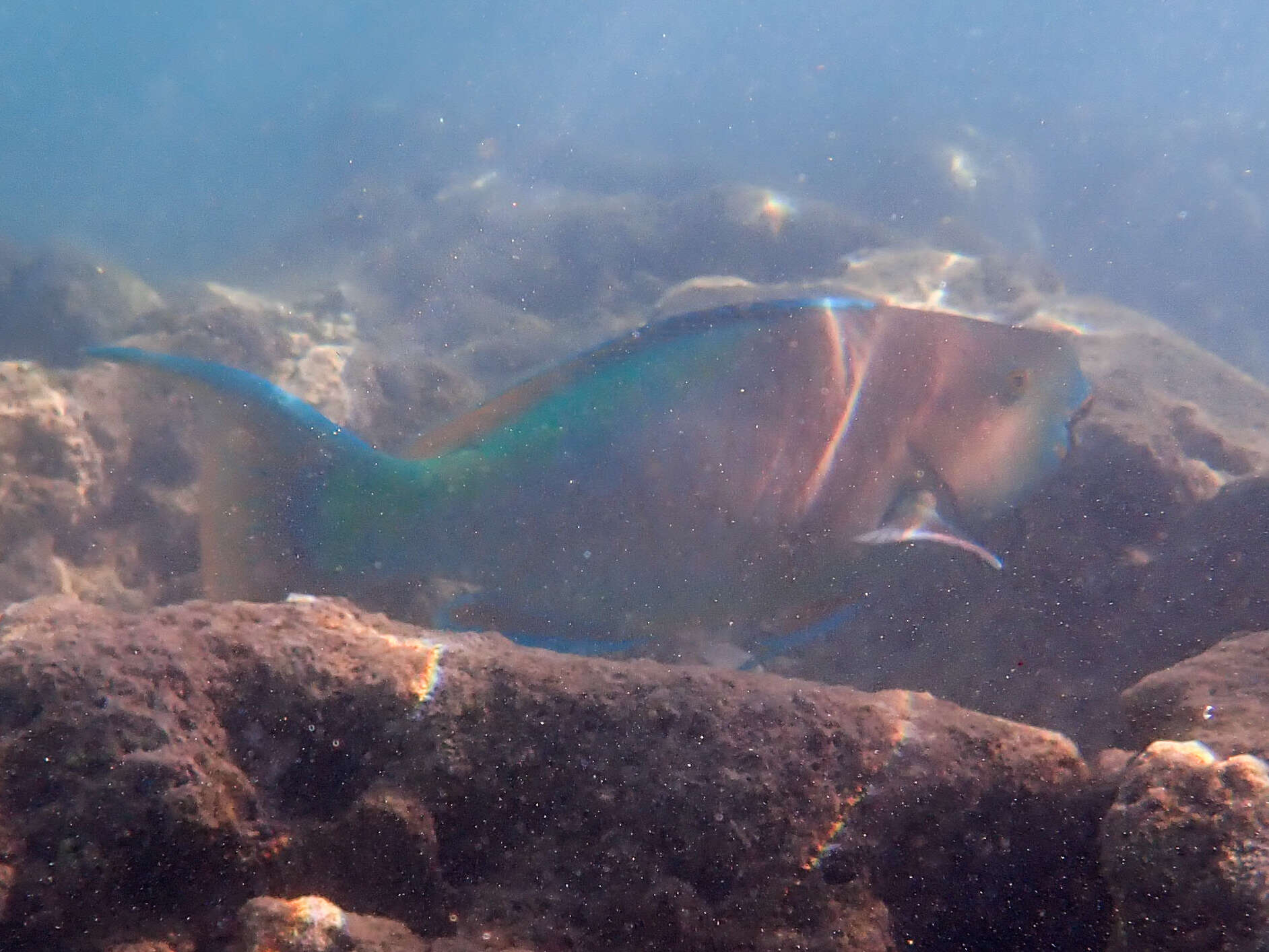 Image of Bicolor Parrotfish