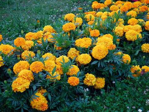 Imagem de Tagetes