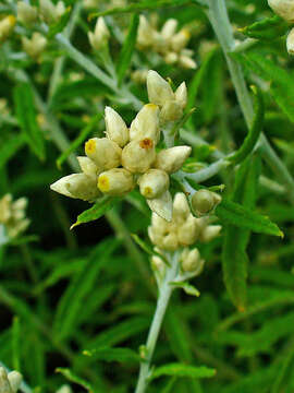 Image of rabbit-tobacco