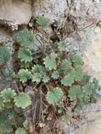 Image of geraniumleaf phacelia