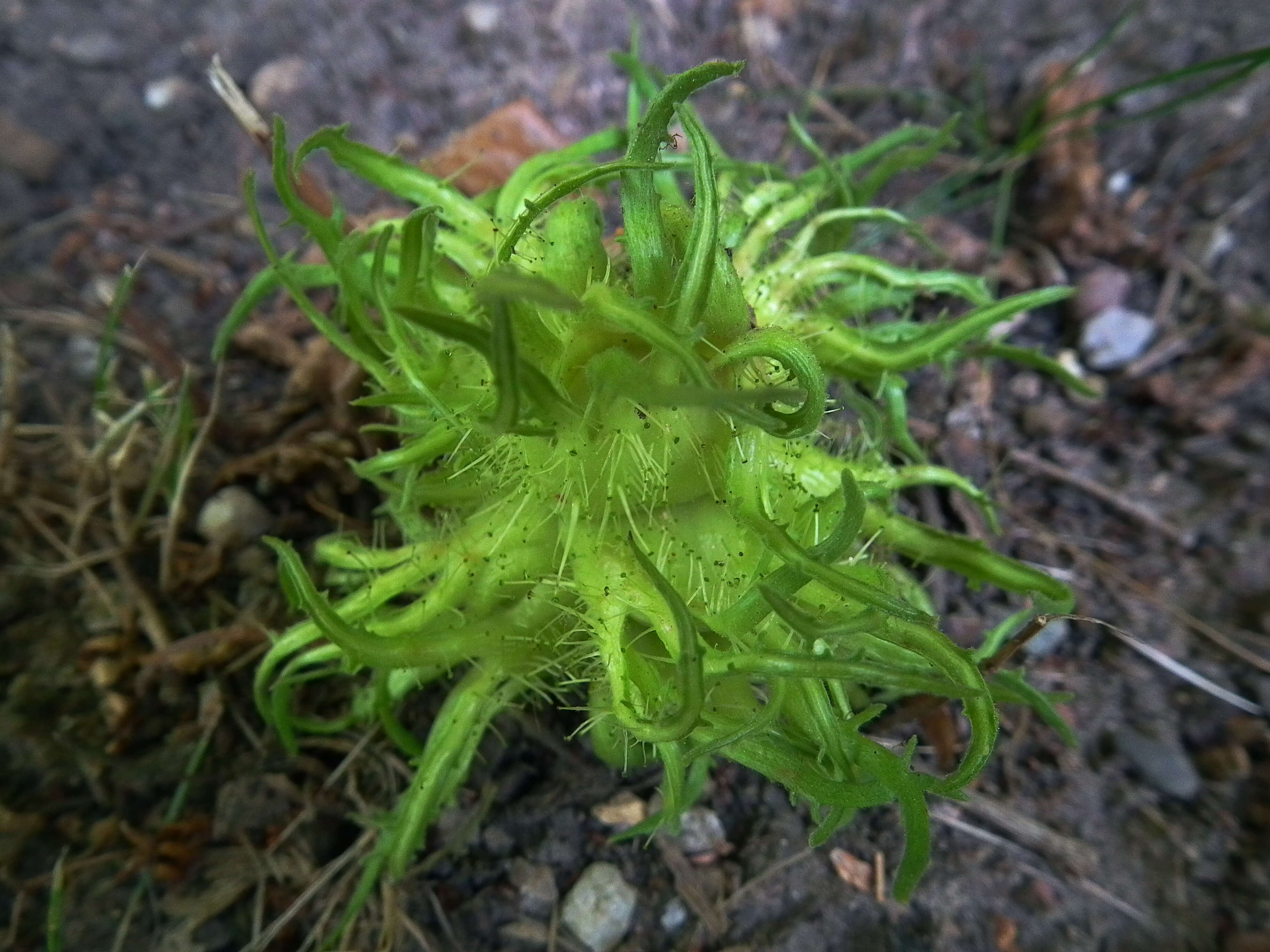 Image of Turkish Hazel