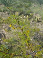 Vachellia vernicosa (Britton & Rose) Seigler & Ebinger resmi