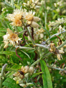 Image of rabbit-tobacco