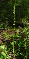 Image of Alaska Rein Orchid