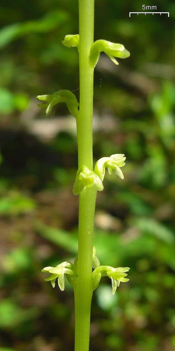 Image of Alaska Rein Orchid