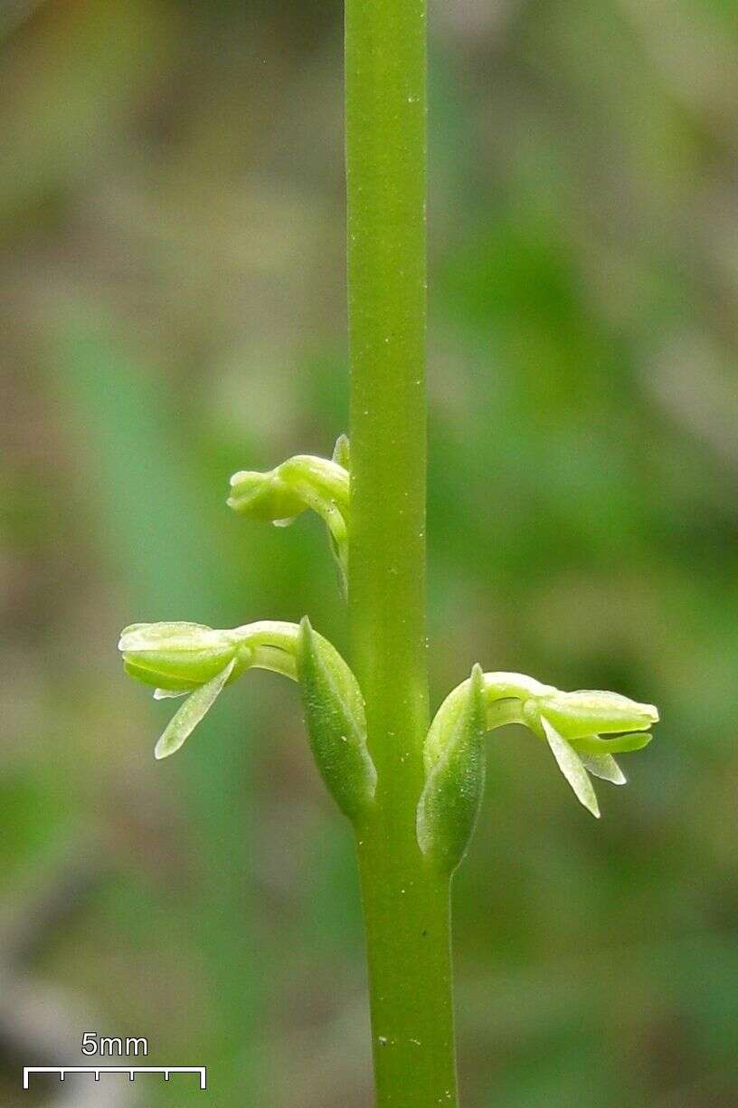 Image of Alaska Rein Orchid