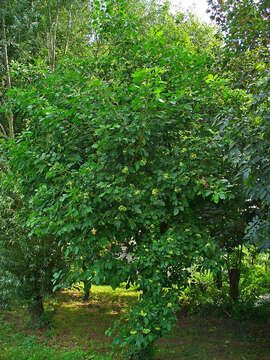 Image of common hoptree