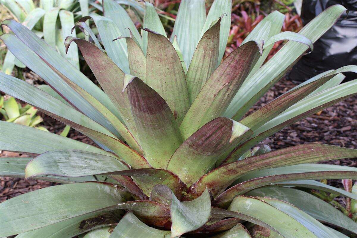 Image of Alcantarea imperialis (Carrière) Harms