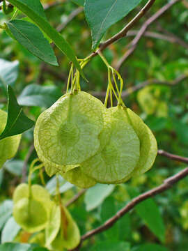 Image of common hoptree