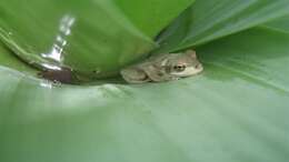 Image of Alcantarea imperialis (Carrière) Harms