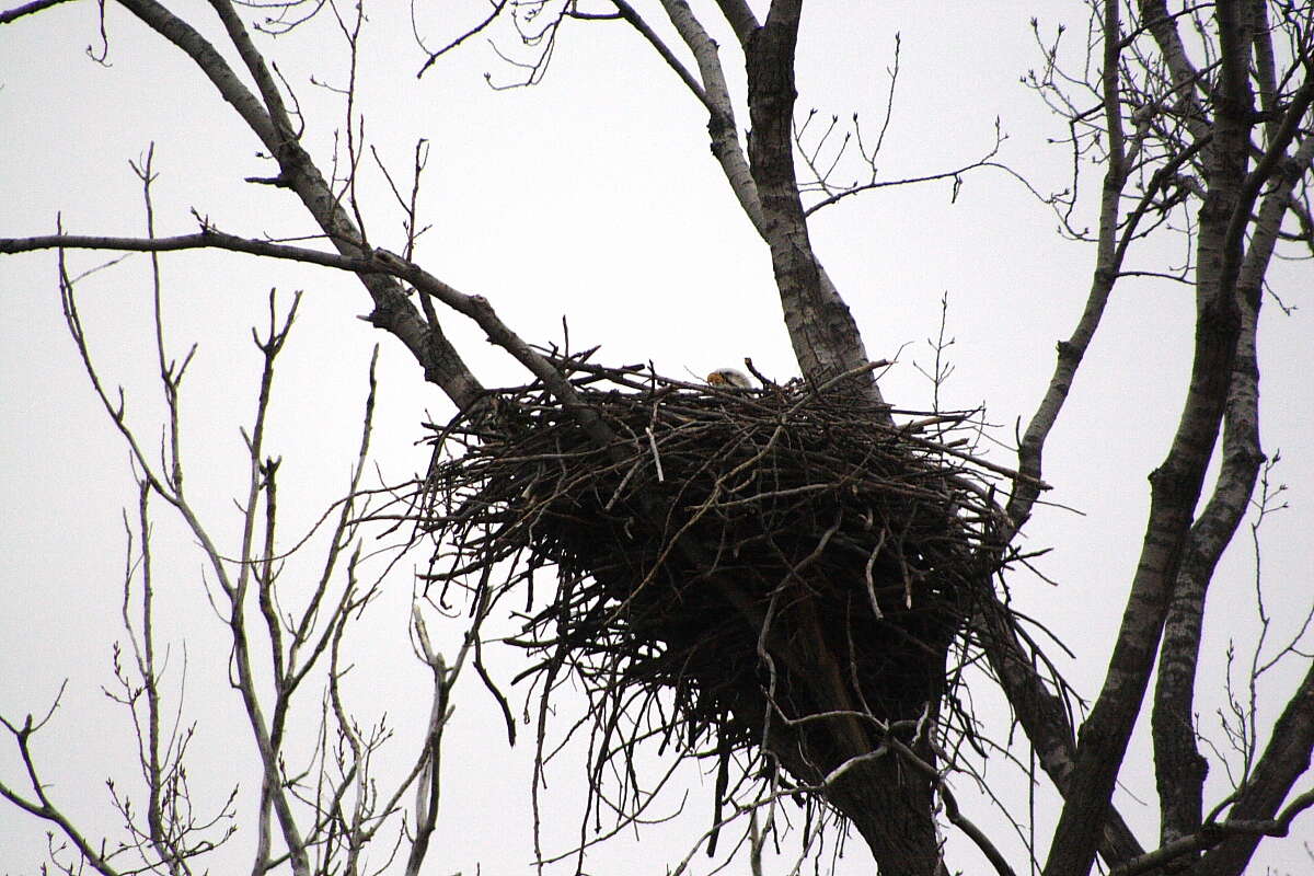 Image of Bald Eagle