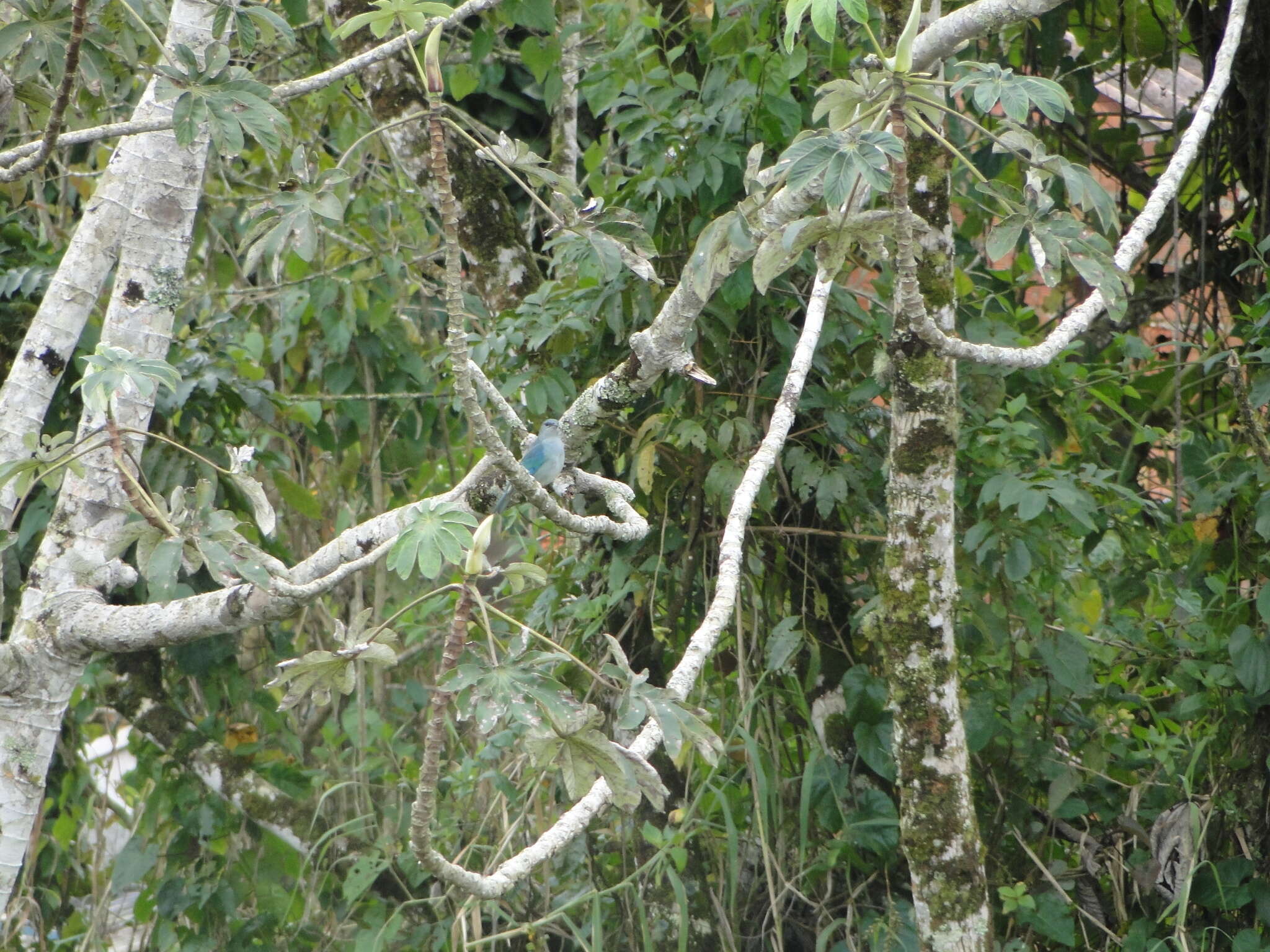 Image of Azure-shouldered Tanager