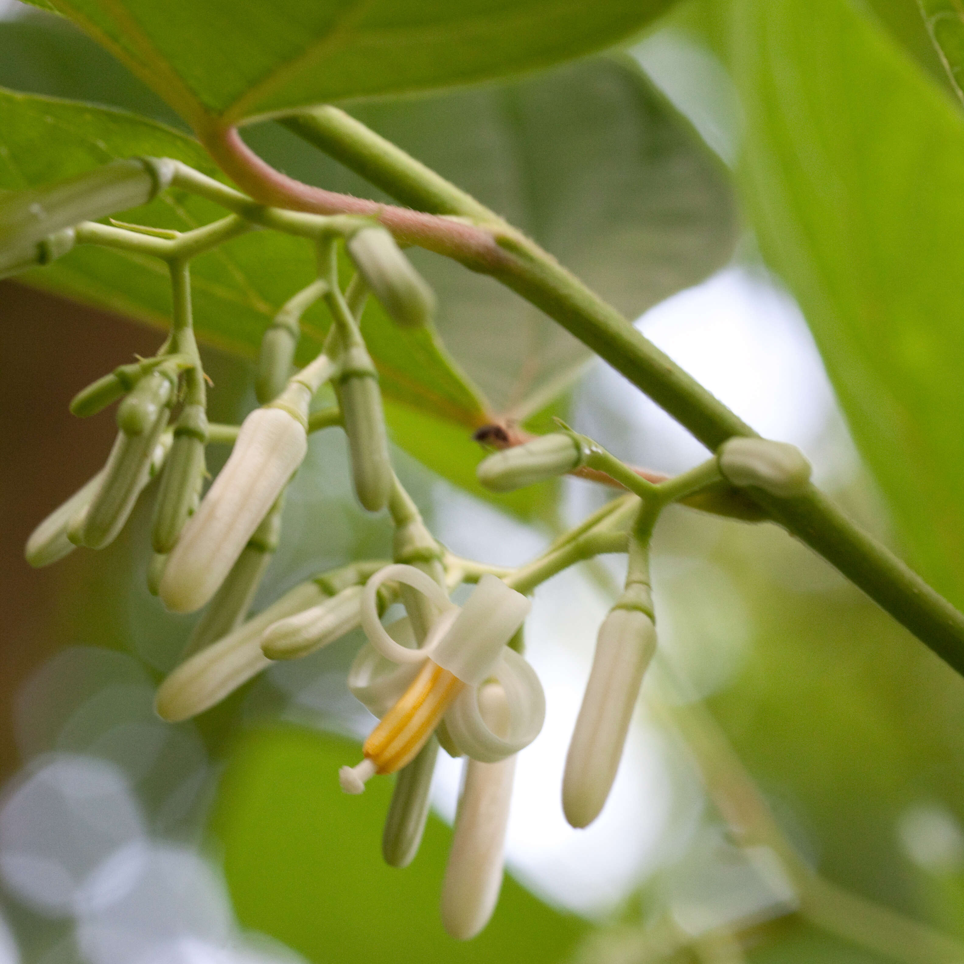 Image de Alangium chinense (Lour.) Harms