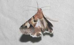 Image of <i>Drasteria pallescens</i>