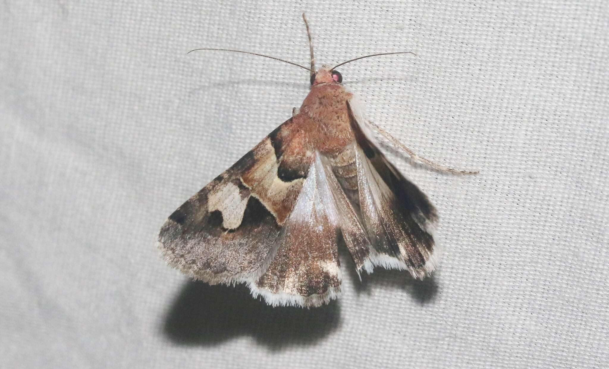 Image of <i>Drasteria pallescens</i>