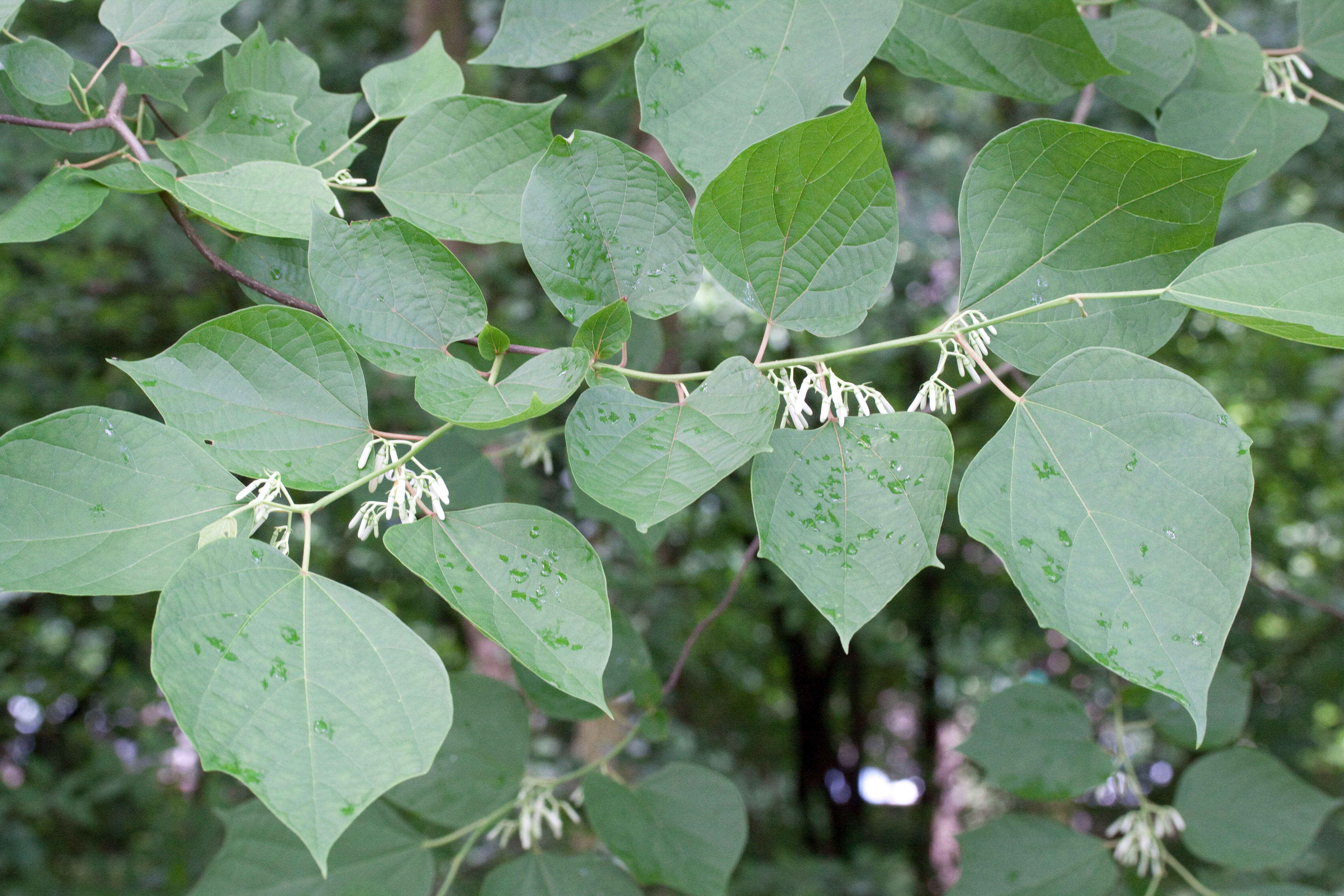 Image de Alangium chinense (Lour.) Harms