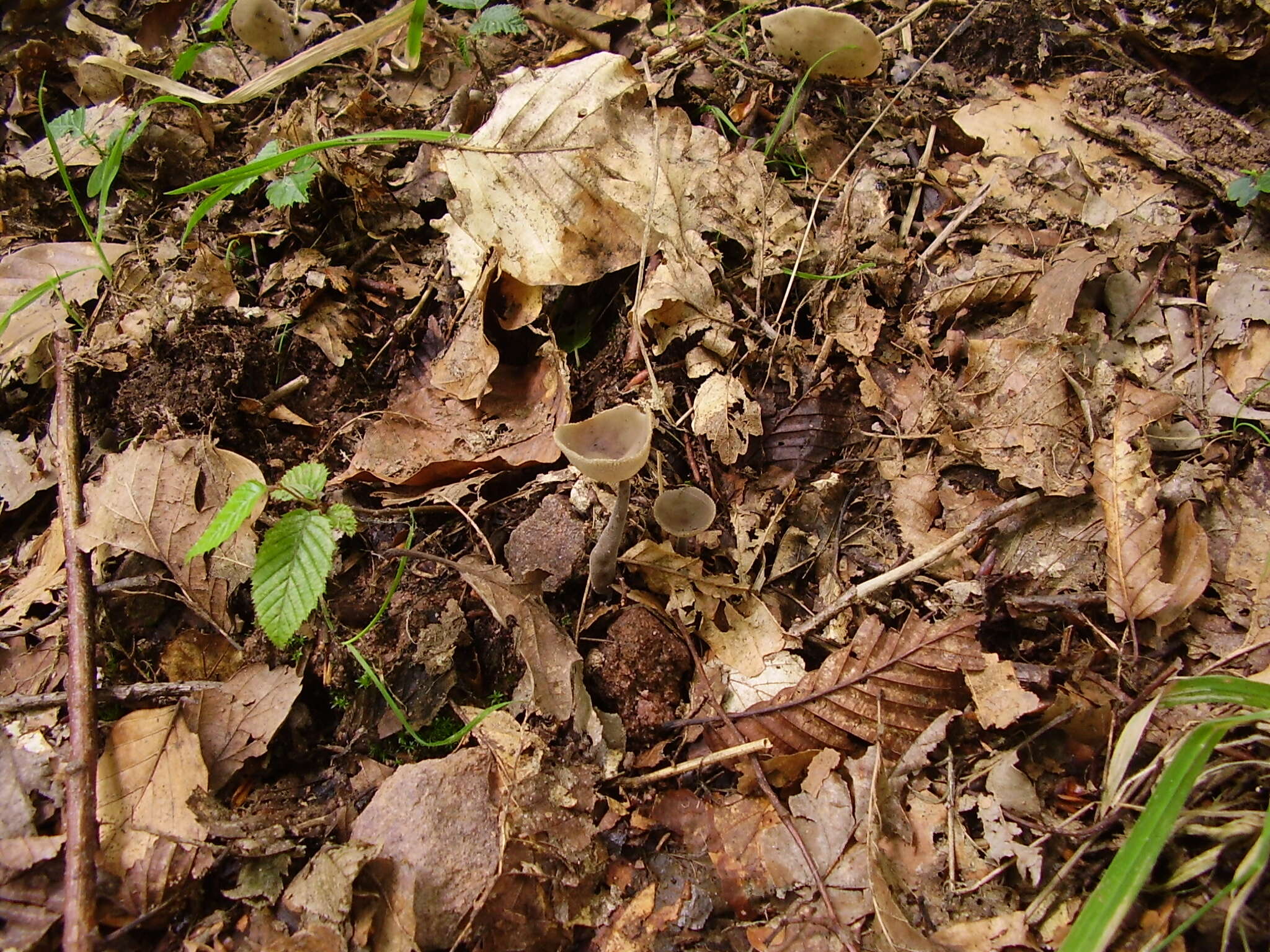 Imagem de Helvella macropus (Pers.) P. Karst. 1871