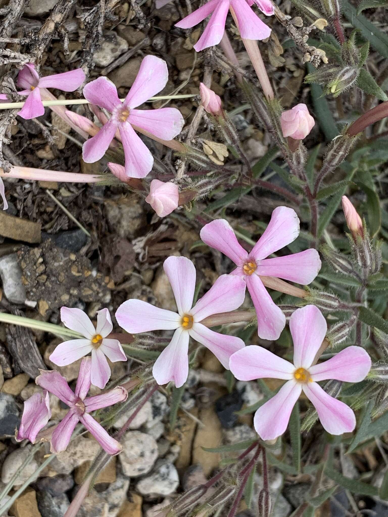 Image of cold-desert phlox