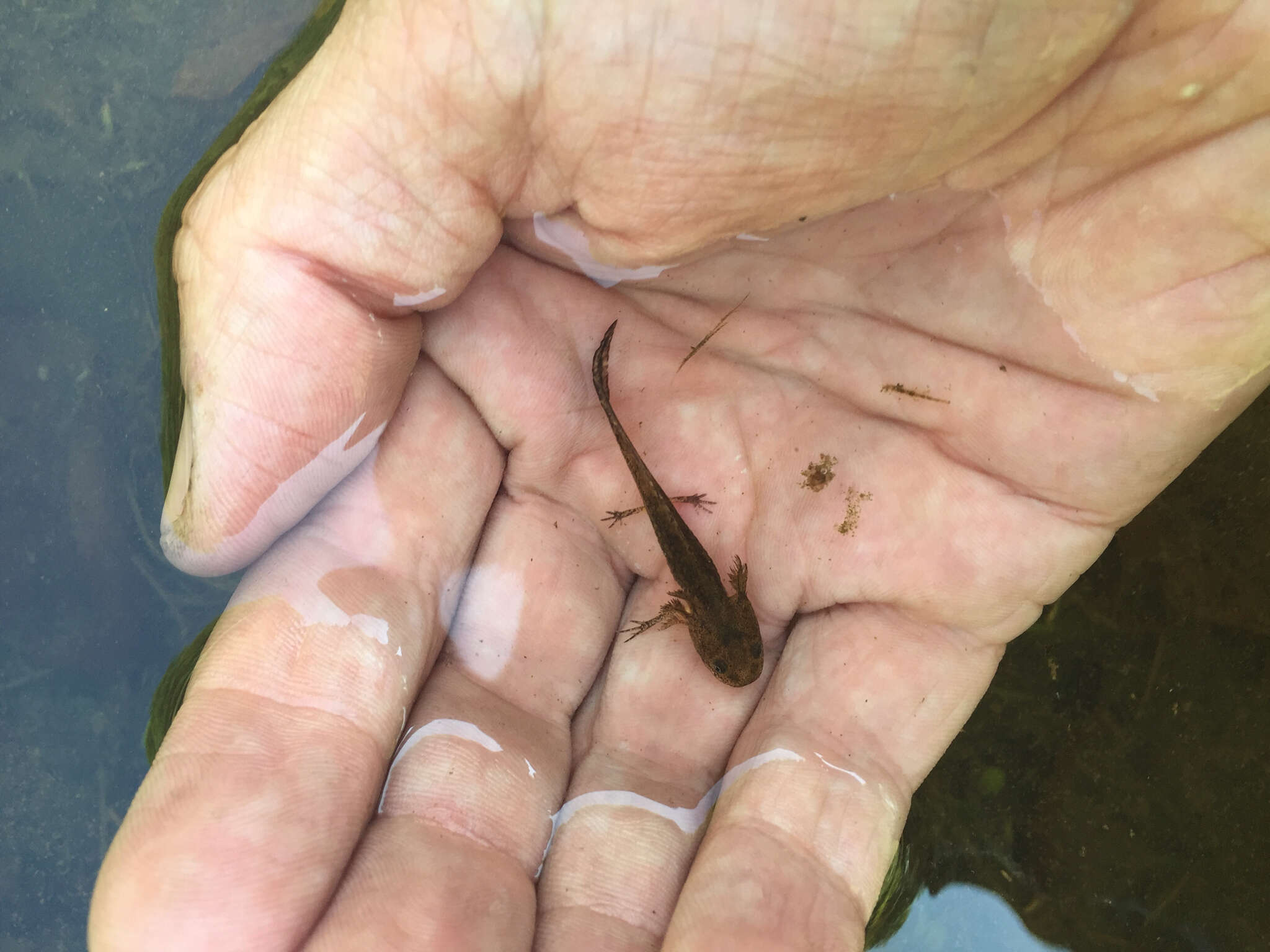 Image of Jefferson Salamander