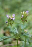 Image of common selfheal