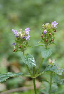 Image of common selfheal