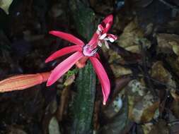 Image of Passiflora glandulosa Cav.