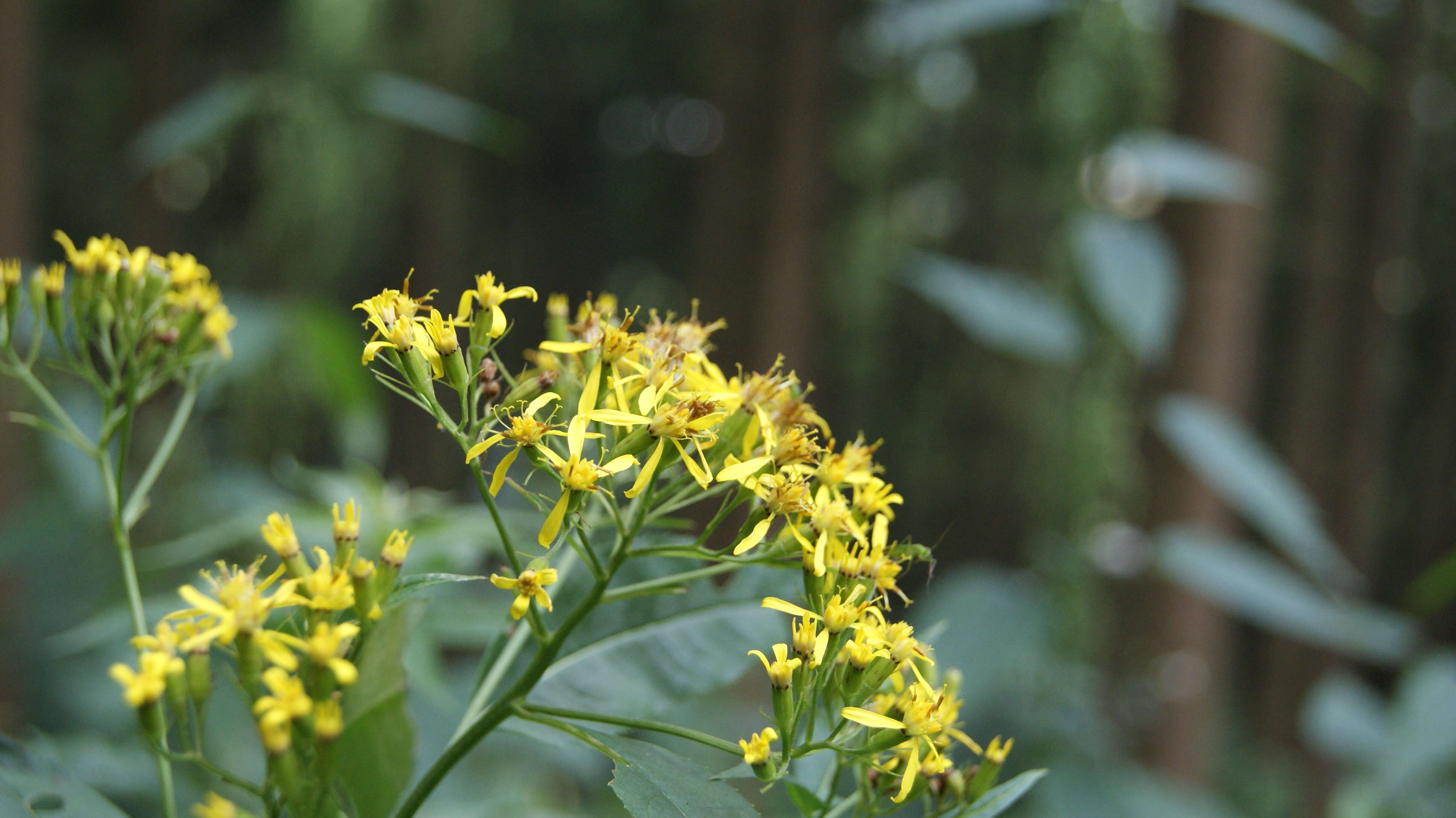 Image of wood ragwort