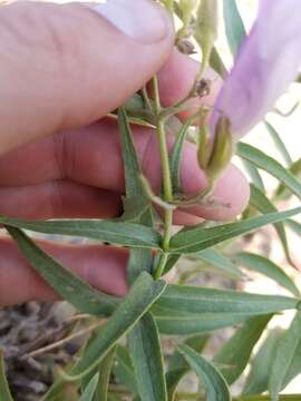 Sivun Penstemon lyalli (A. Gray) A. Gray kuva