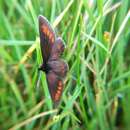 Image of Lesser Mountain Ringlet