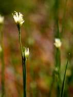 Plancia ëd Rhynchospora alba (L.) Vahl