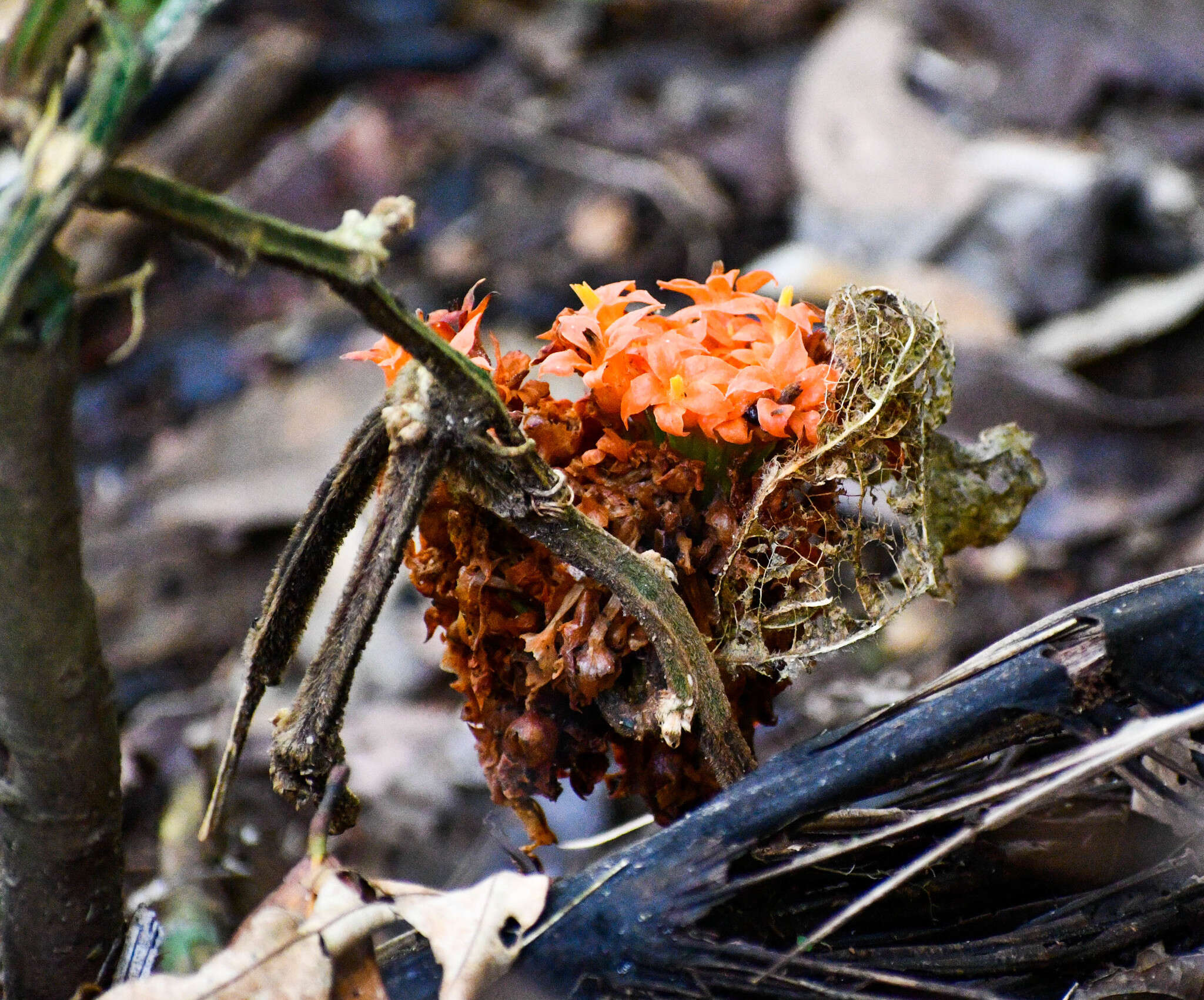 Imagem de Gurania rhizantha (Poepp. & Endl.) C. Jeffrey