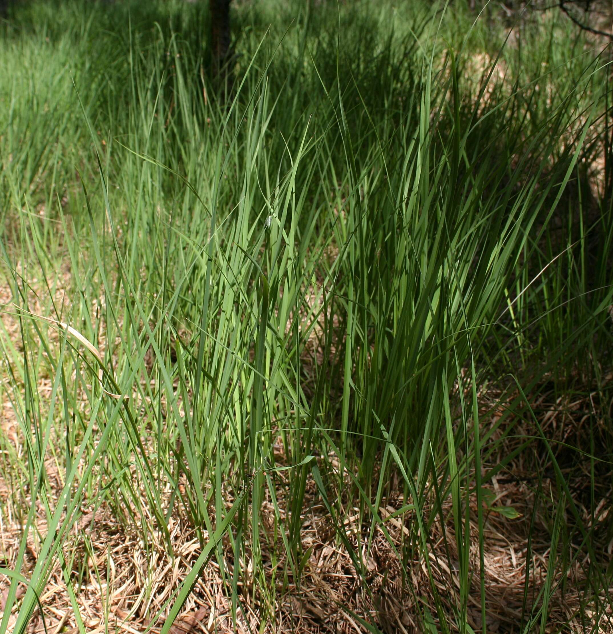 Imagem de Molinia caerulea (L.) Moench