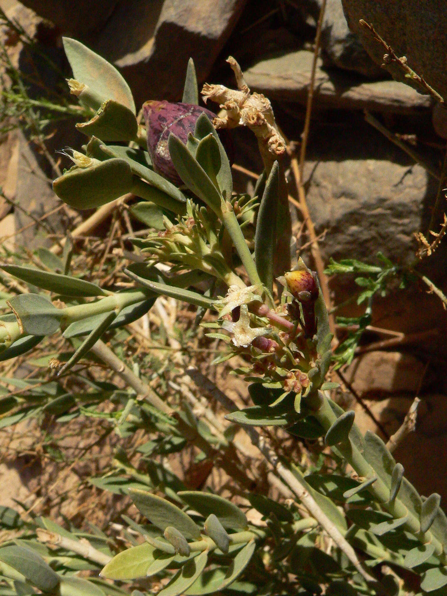 Image of Solenostemma arghel (Delile) Hayne