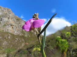 Imagem de <i>Podalyria oleifolia</i>