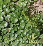 Image of Marsh Pennywort